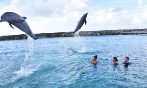 Our amazing experience at Dolphin Academy Curacao